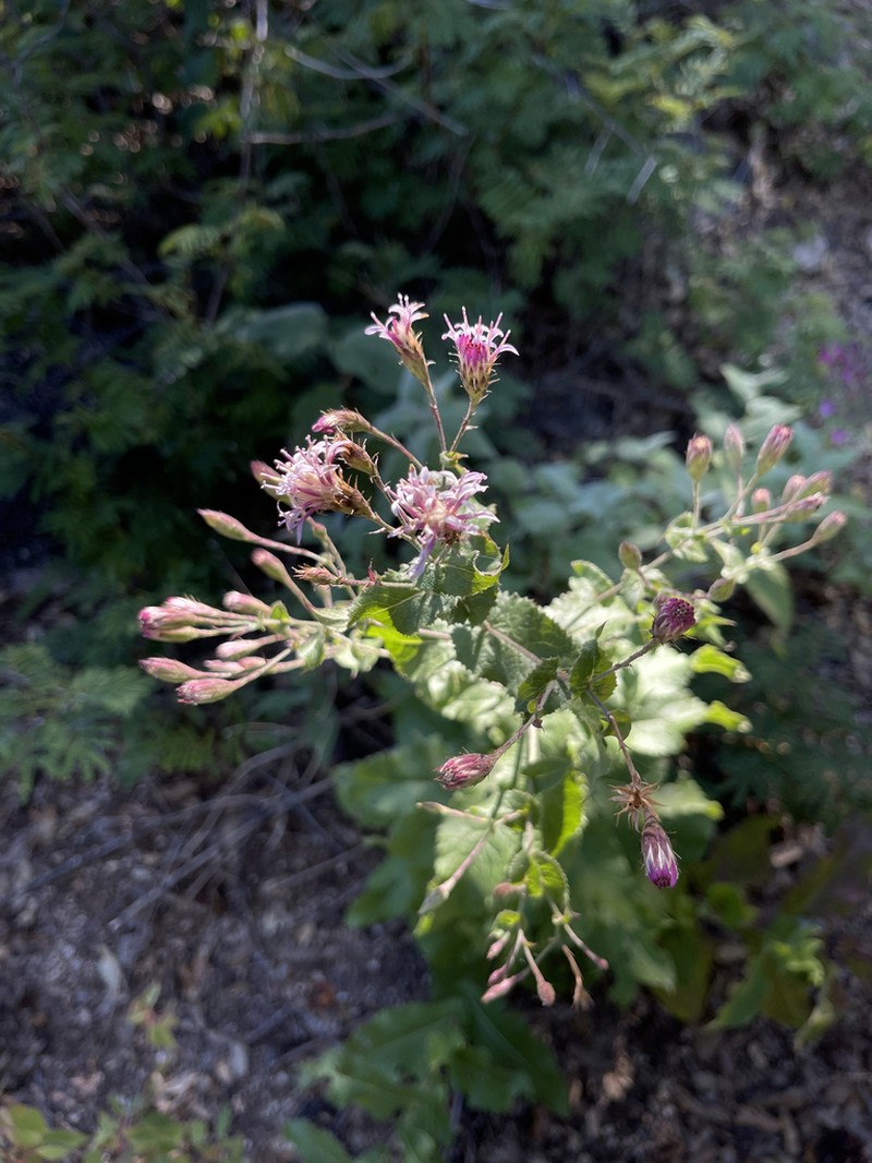 Acourtia pinetorum photo 3