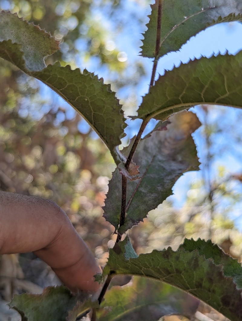 Acourtia pinetorum photo 4