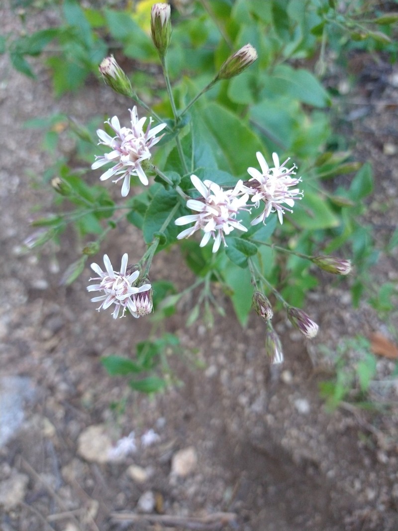 Acourtia pinetorum photo 6