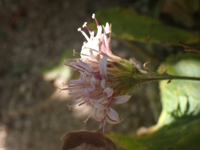 Acourtia pinetorum photo 8