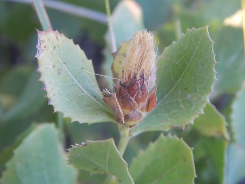 Acourtia platyphylla photo 2