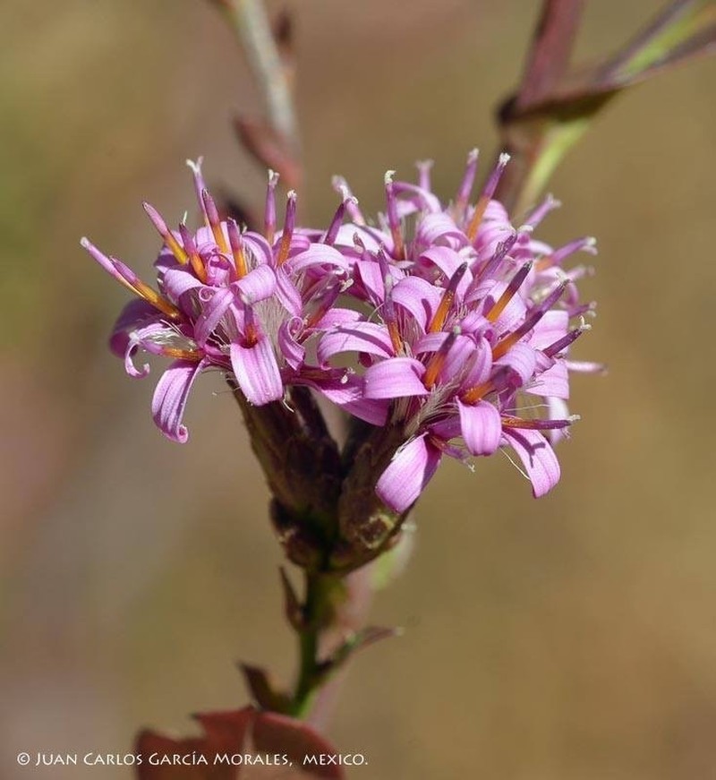 Acourtia platyphylla photo 3