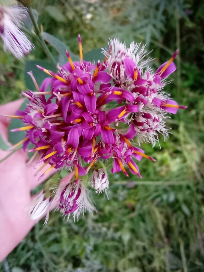 Acourtia platyphylla photo 4