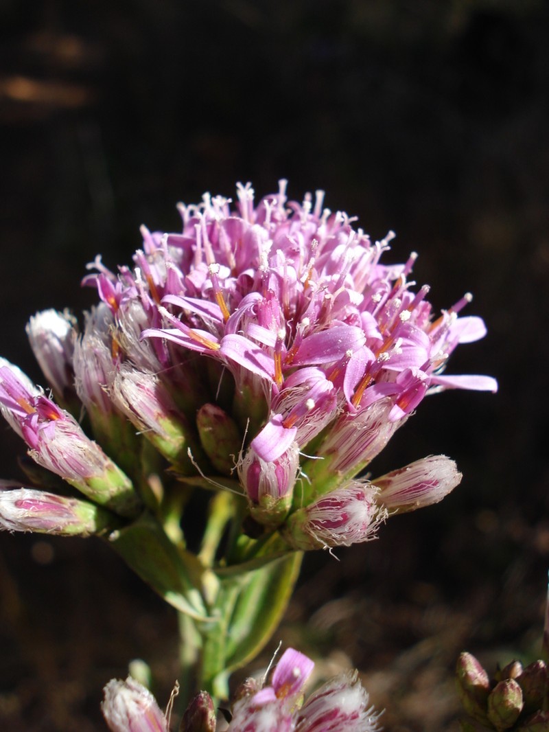 Acourtia platyphylla photo 5