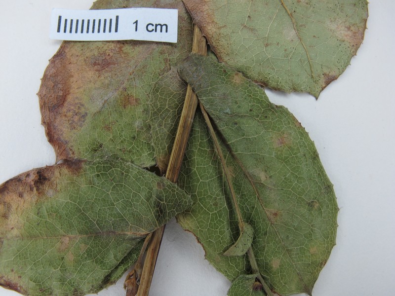 Acourtia platyphylla photo 7