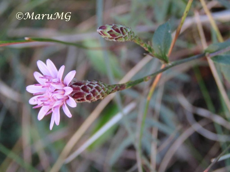 Acourtia purpusii