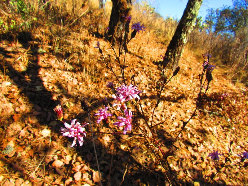 Acourtia purpusii photo 2