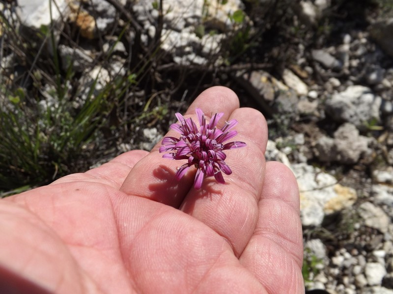 Acourtia purpusii photo 3