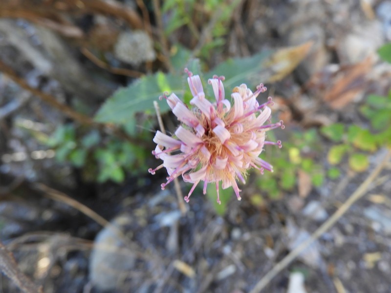 Acourtia purpusii photo 4