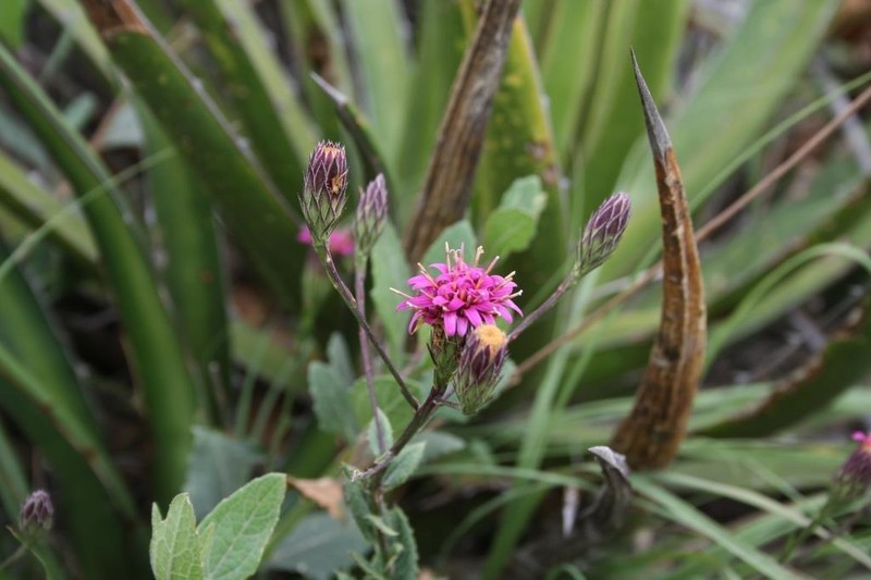 Acourtia purpusii photo 5