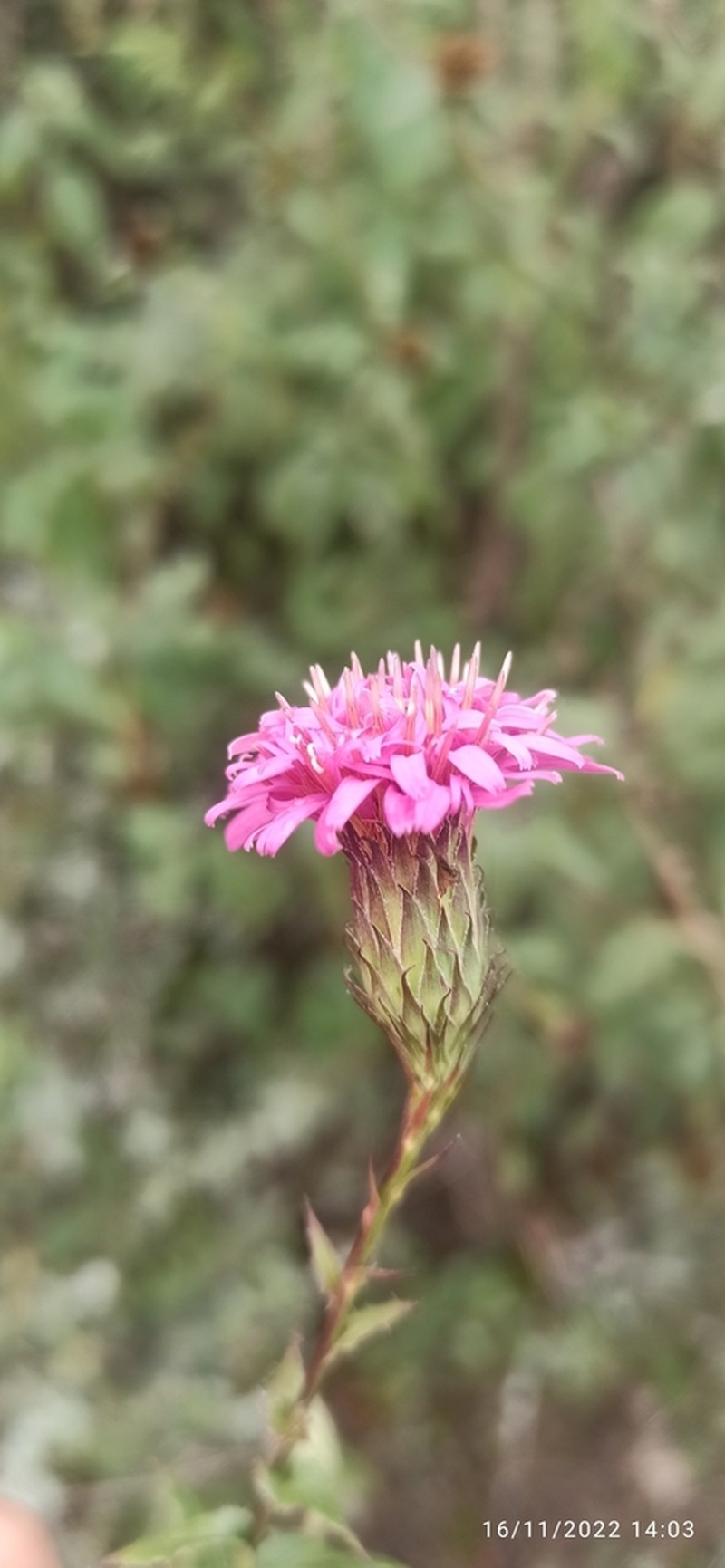 Acourtia purpusii photo 6