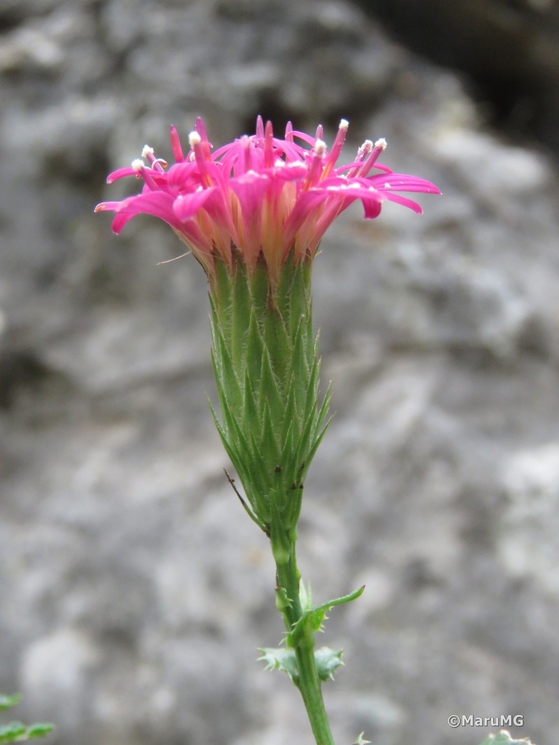 Acourtia purpusii photo 7