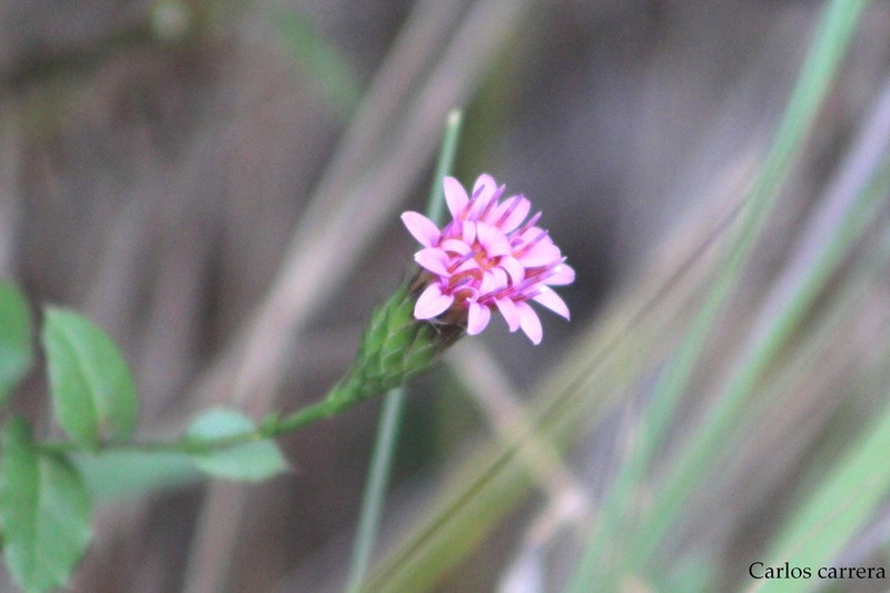 Acourtia purpusii photo 8