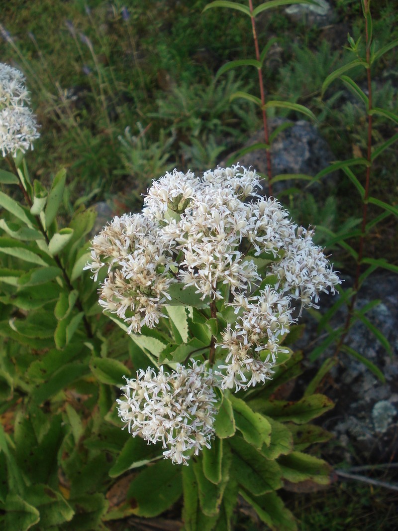 Acourtia reticulata