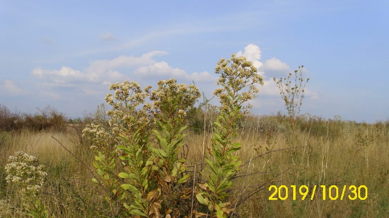 Acourtia reticulata photo 2
