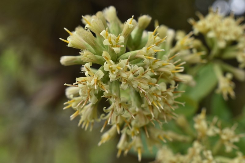 Acourtia reticulata photo 3