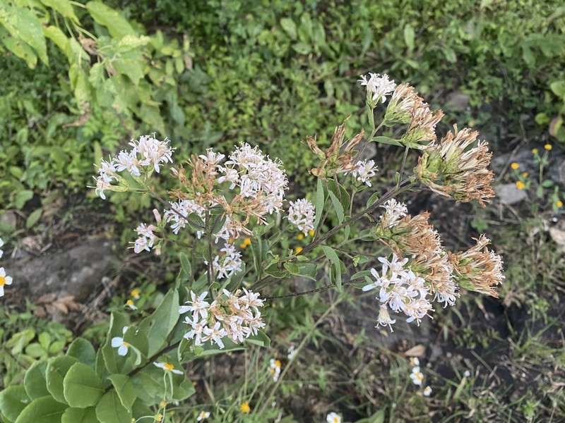 Acourtia reticulata photo 4