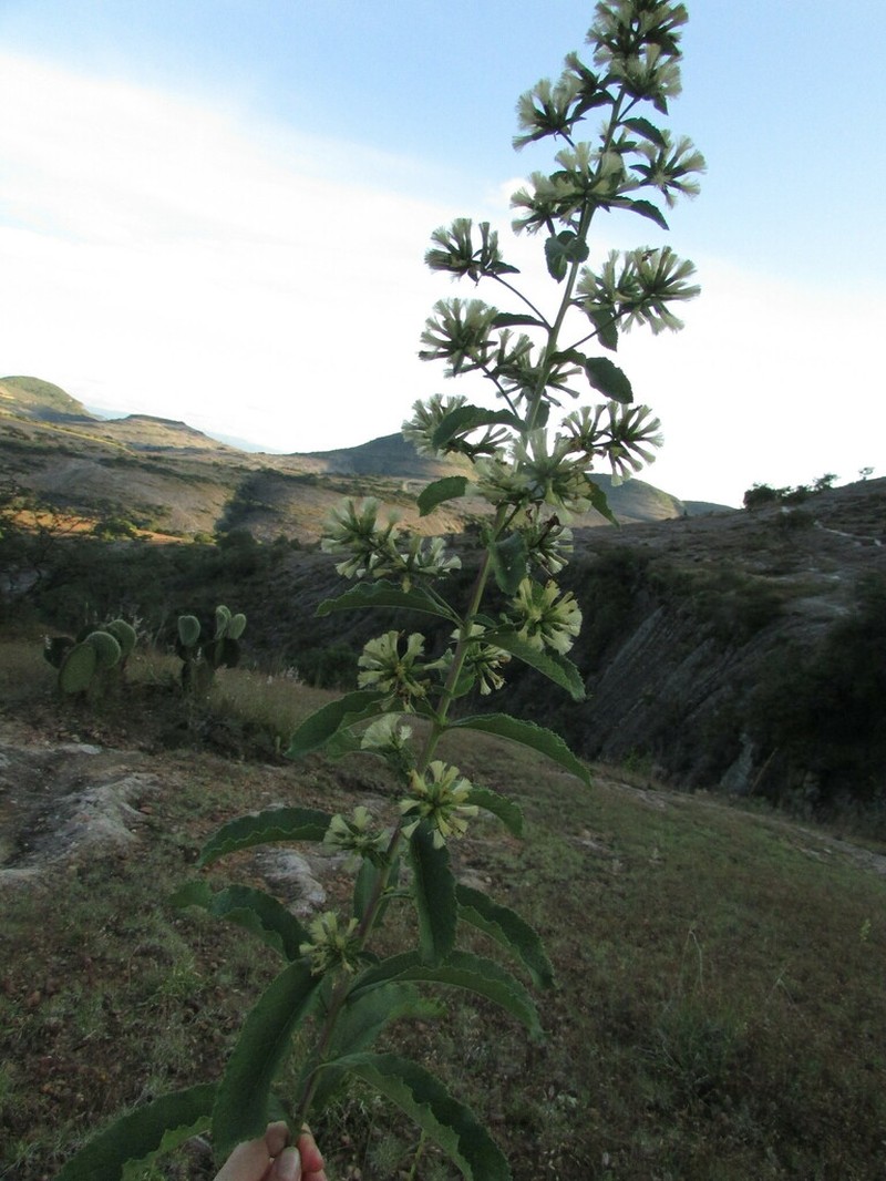 Acourtia reticulata photo 5