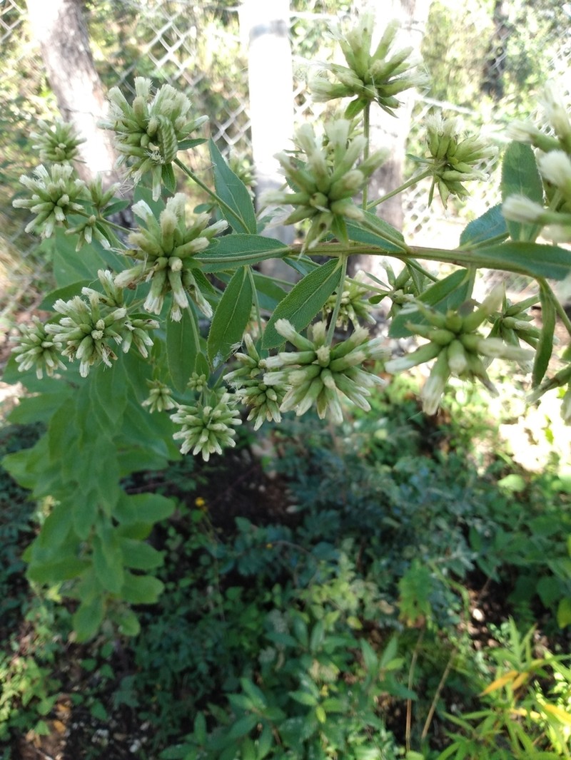 Acourtia reticulata photo 7