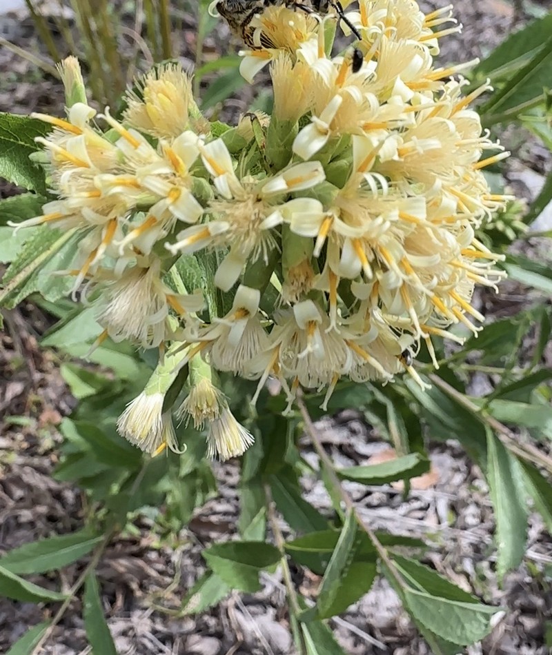 Acourtia reticulata photo 8