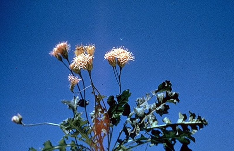 Featherleaf Desertpeony
