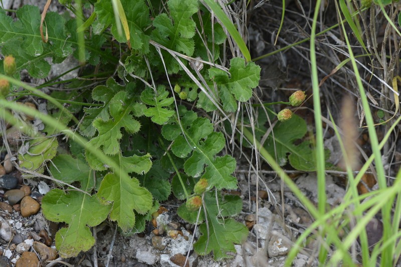 Featherleaf Desertpeony photo 3