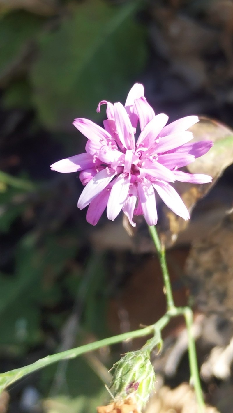 Acourtia scapiformis