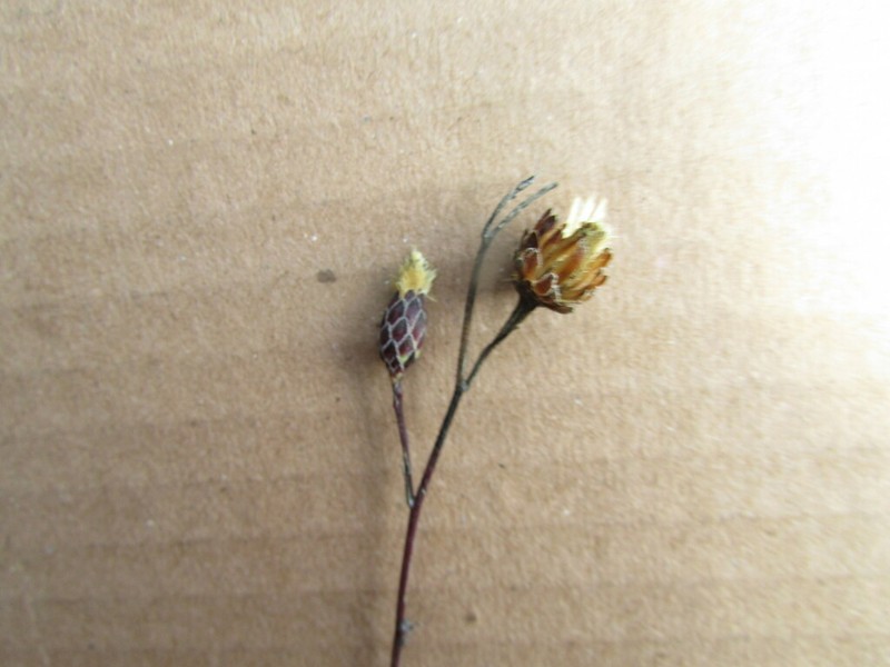 Acourtia scapiformis photo 2
