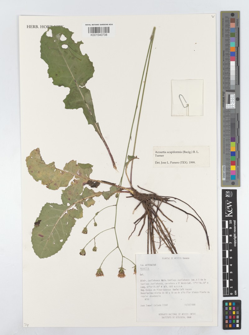 Acourtia scapiformis photo 5