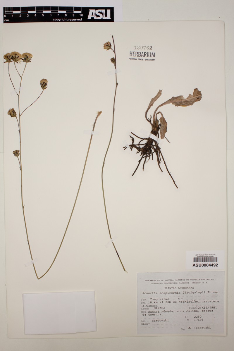 Acourtia scapiformis photo 6