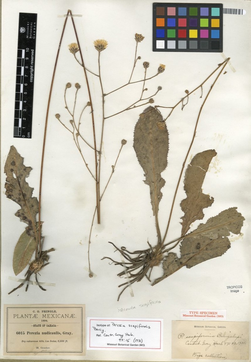 Acourtia scapiformis photo 7