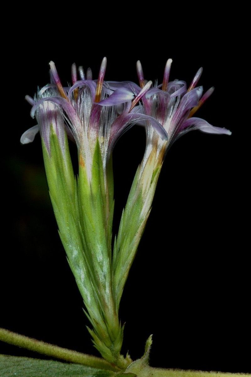 Acourtia simulata