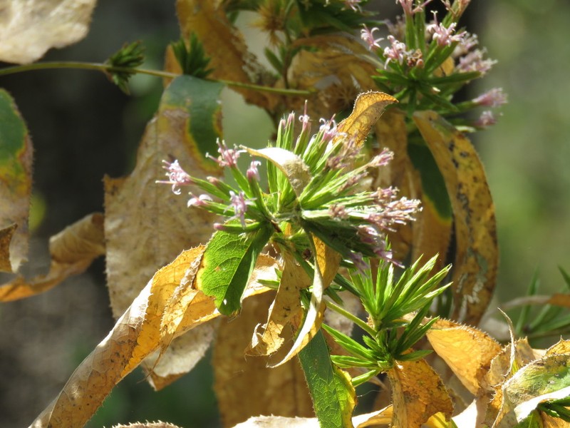 Acourtia simulata photo 2