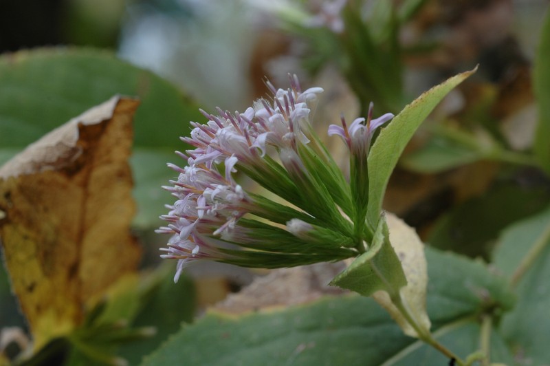 Acourtia simulata photo 3