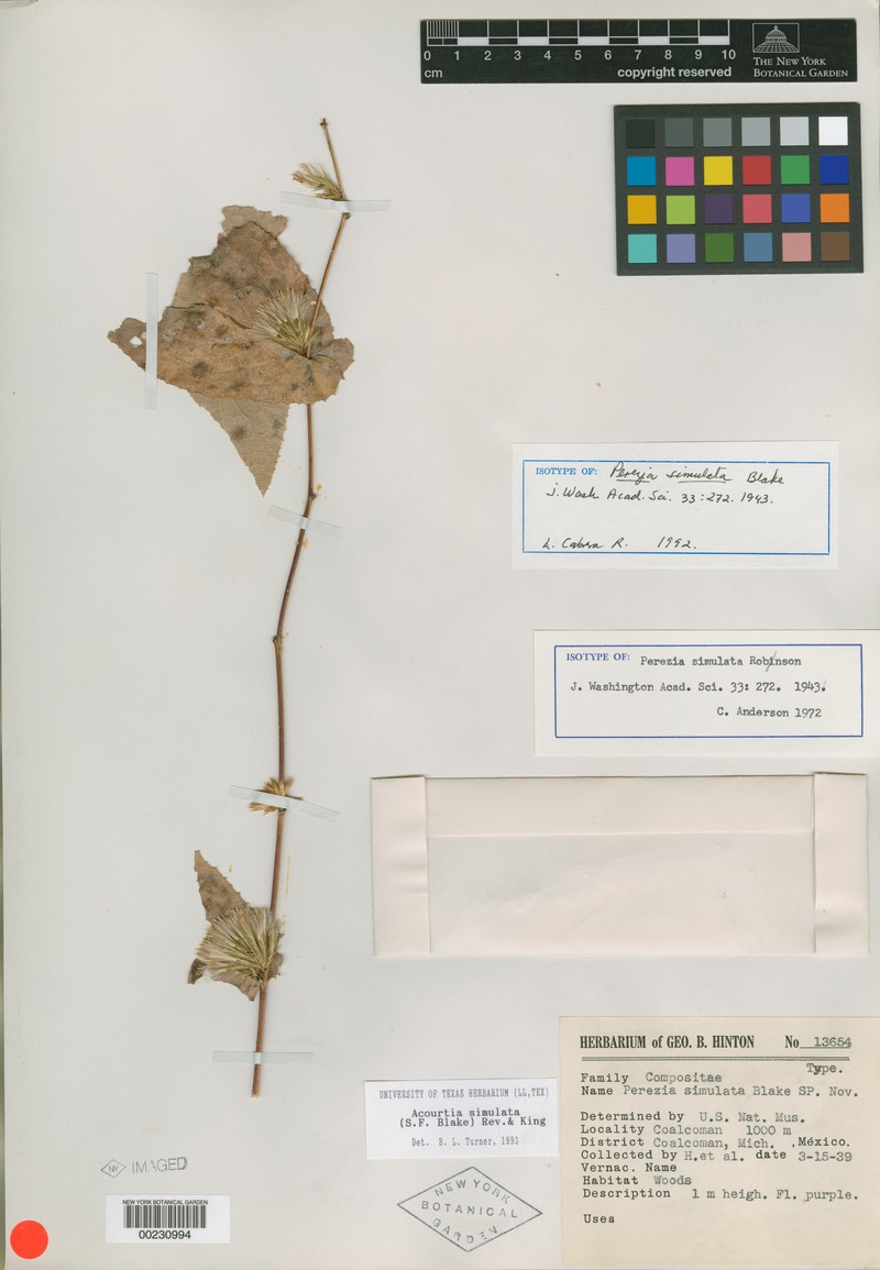 Acourtia simulata photo 4