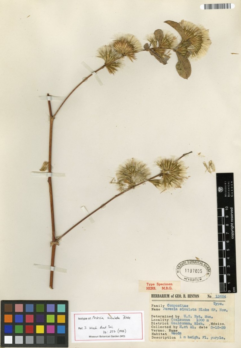 Acourtia simulata photo 5