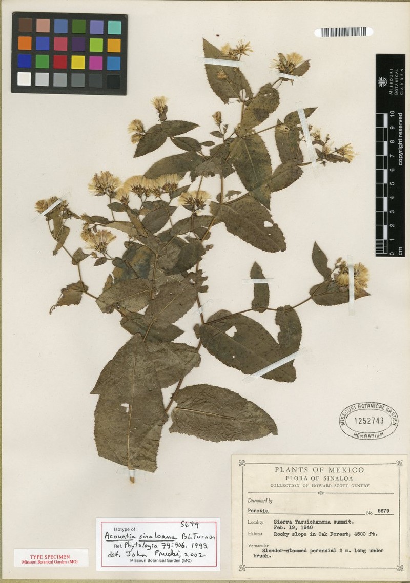 Acourtia sinaloana