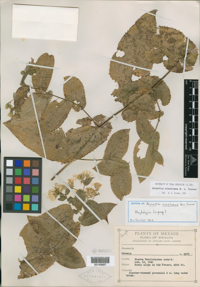 Acourtia sinaloana photo 2