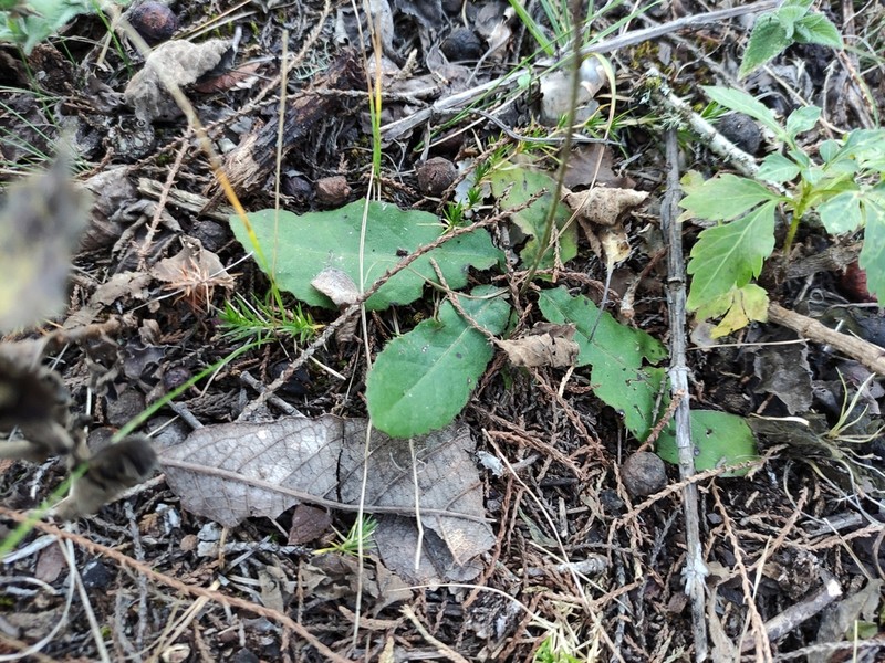 Acourtia tenoriensis