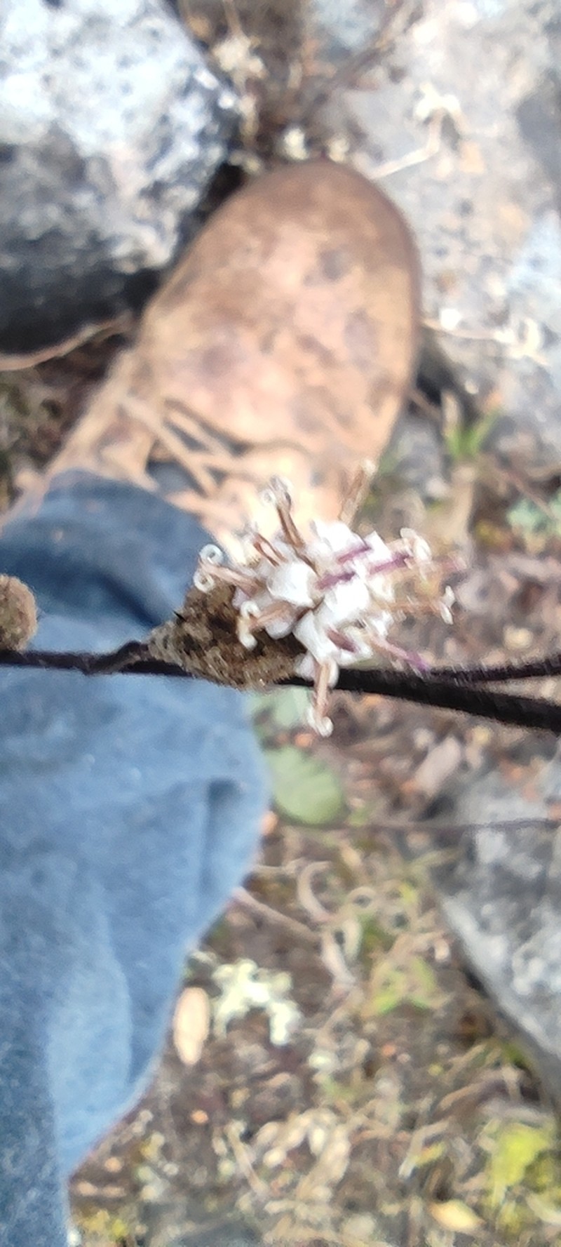 Acourtia tenoriensis photo 2
