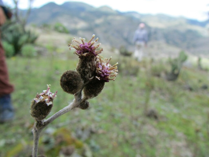 Acourtia tenoriensis photo 3