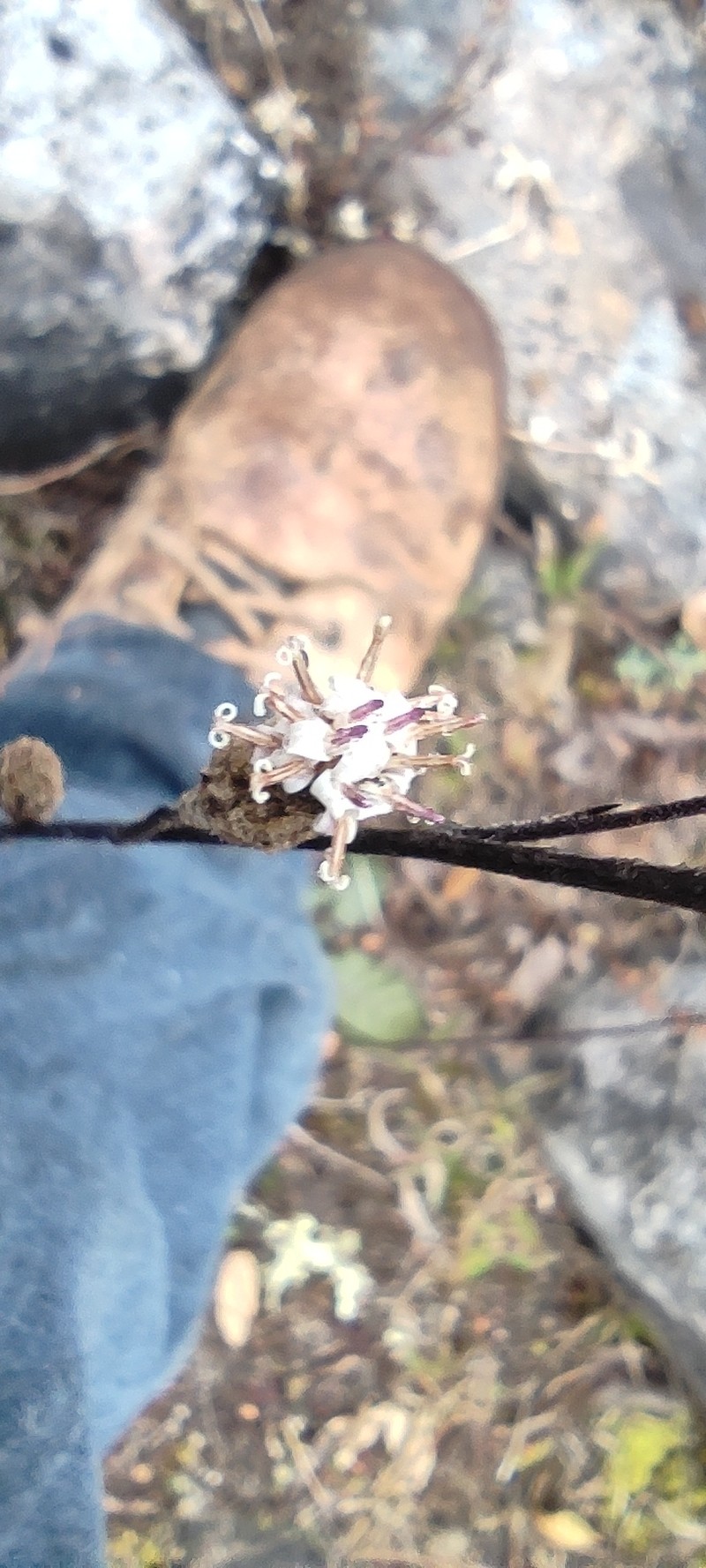 Acourtia tenoriensis photo 4