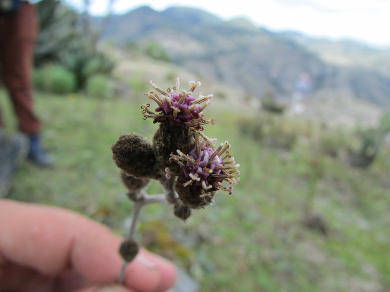 Acourtia tenoriensis photo 5
