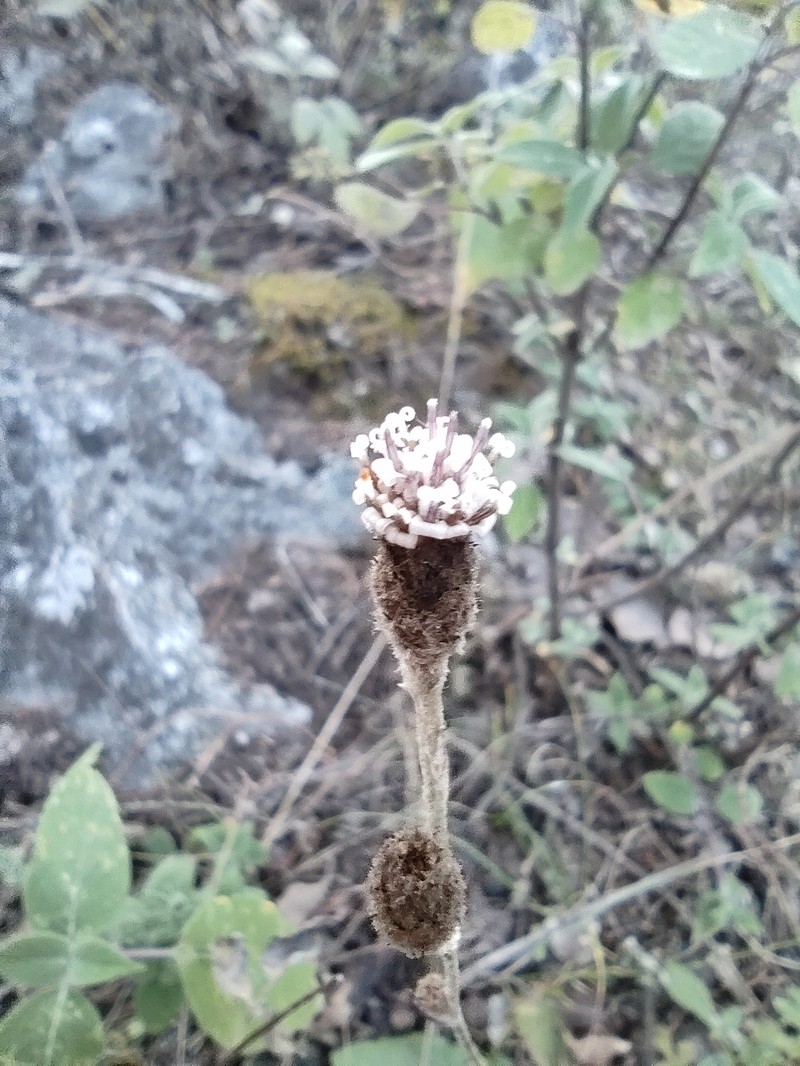 Acourtia tenoriensis photo 6