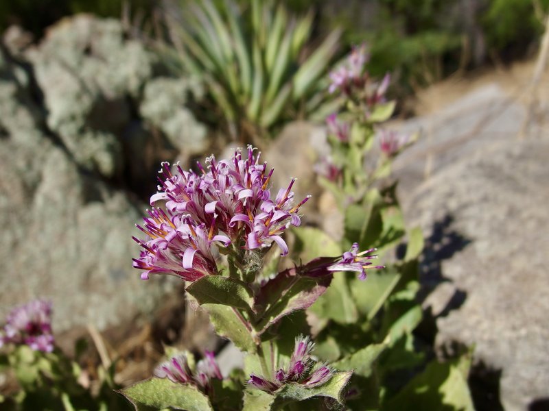 Thurber's Desertpeony