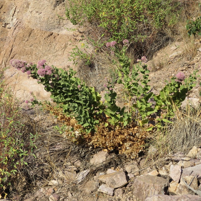 Thurber's Desertpeony photo 2