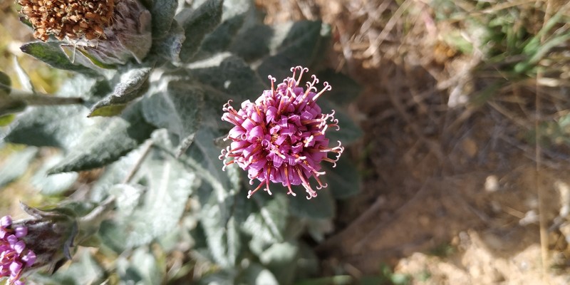 Acourtia tomentosa photo 2