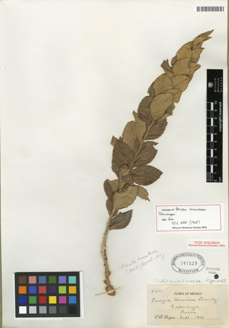 Acourtia tomentosa photo 3