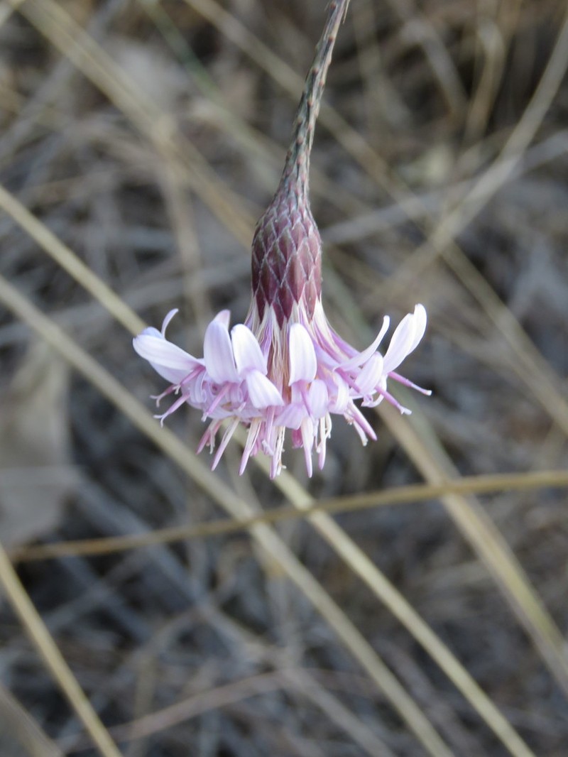 Acourtia turbinata