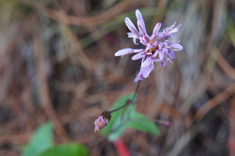 Acourtia turbinata photo 2